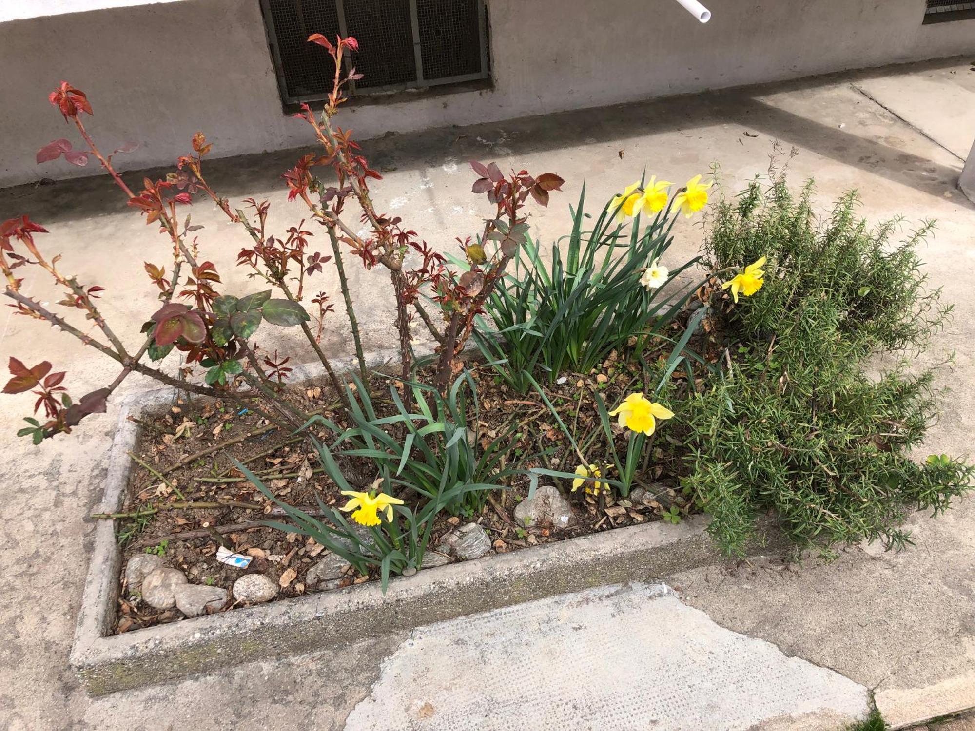 House Vittone 2